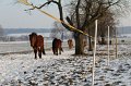Winterweide 11-12 (118)